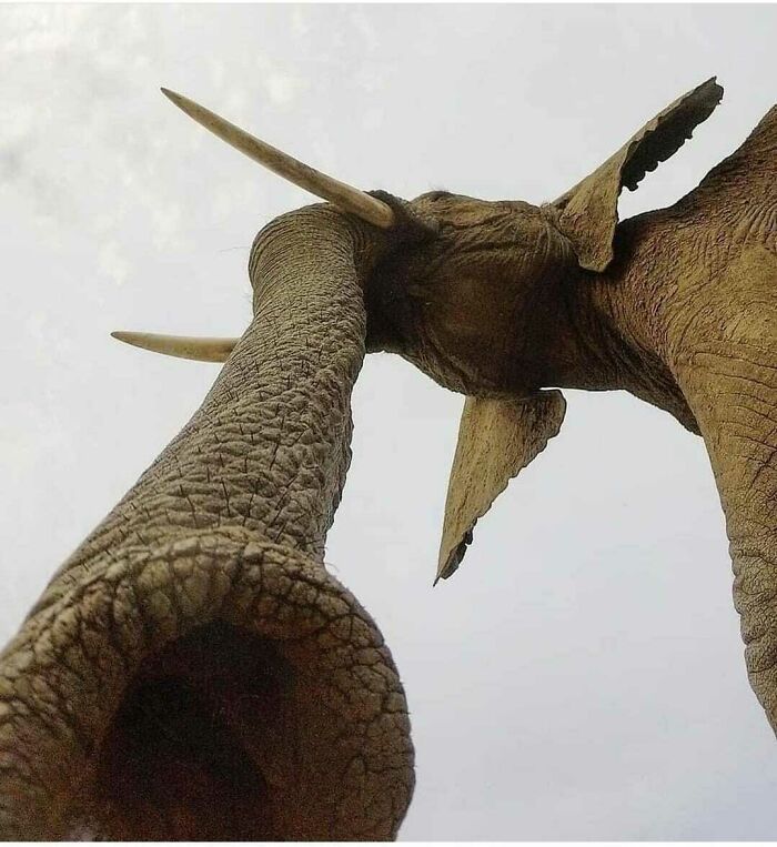 une trompe d’éléphant vue d’en bas