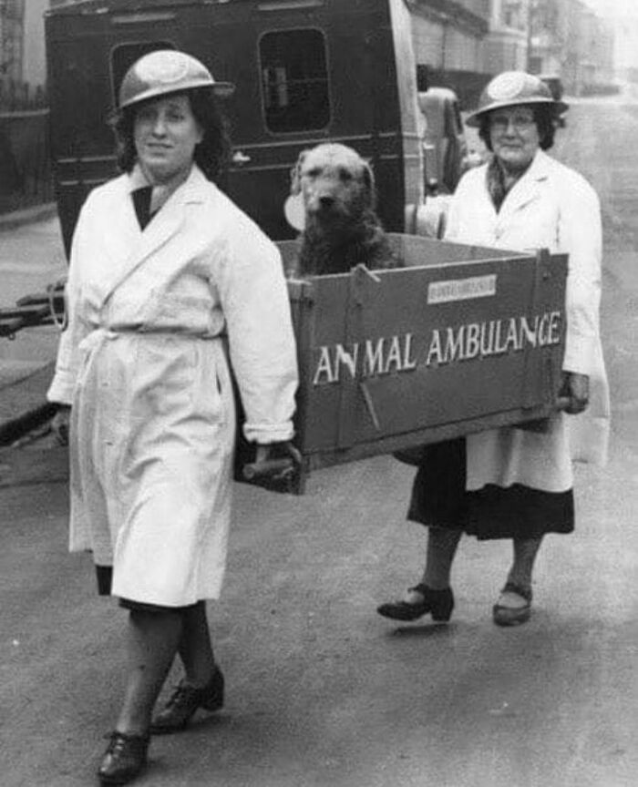 chien blessé dans une ambulance pour animaux utilisée pendant la seconde guerre mondiale