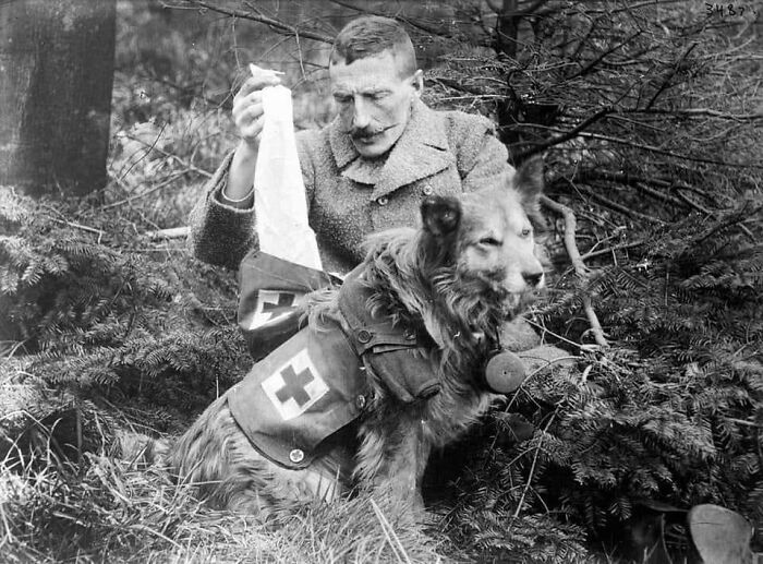 soldat britannique récupérant des bandages dans la trousse d’un chien pendant la guerre, 1915
