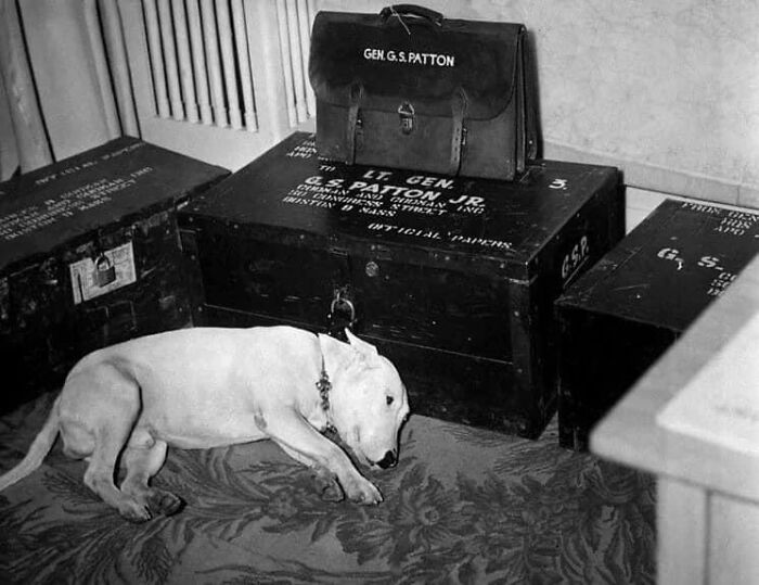 le chien de compagnie du général george s. patton le jour de la mort de son maître, le 21 décembre 1945