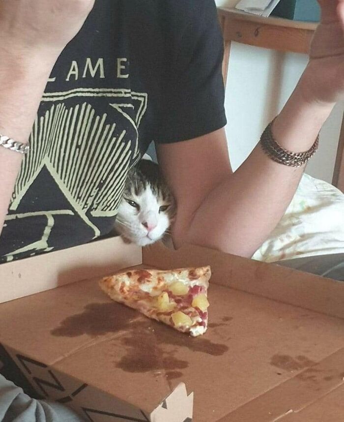 Quel chat ne veut pas un morceau de pizza ?!?