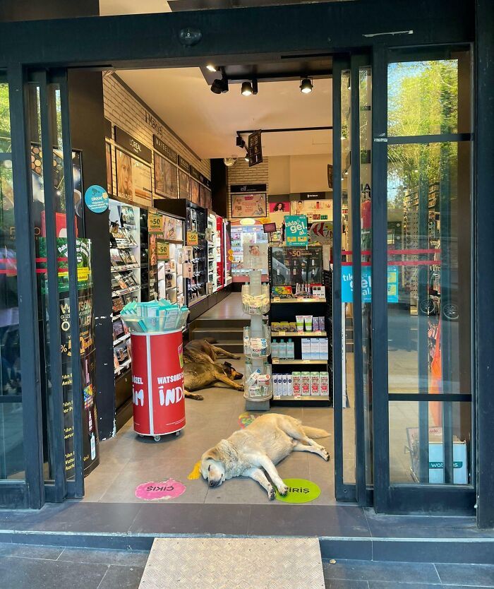 Un humain laisse les chiens errants dormir dans son magasin pour qu’ils puissent se rafraîchir lorsqu’il fait chaud.