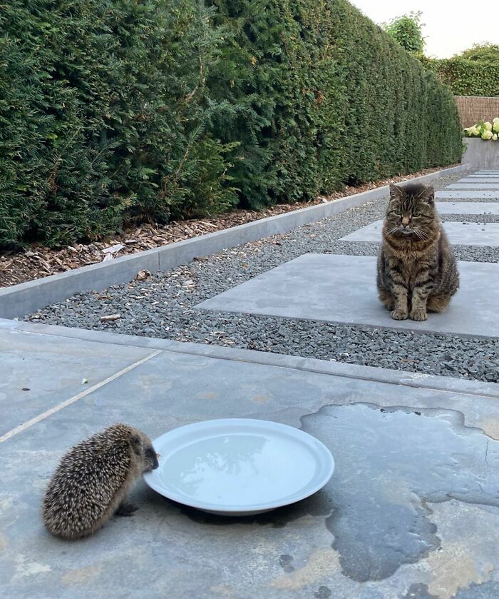 Le hérisson est venu nous voir. En raison du temps très chaud en Belgique, nous avons pensé qu’il avait soif et il l’a fait. Le chat approuve.