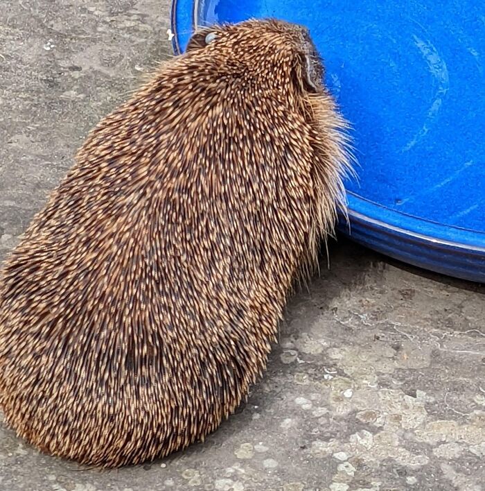 Si tu as un jardin, essaie de laisser un bol d’eau dehors. La faune sauvage souffre de cette chaleur autant que nous.