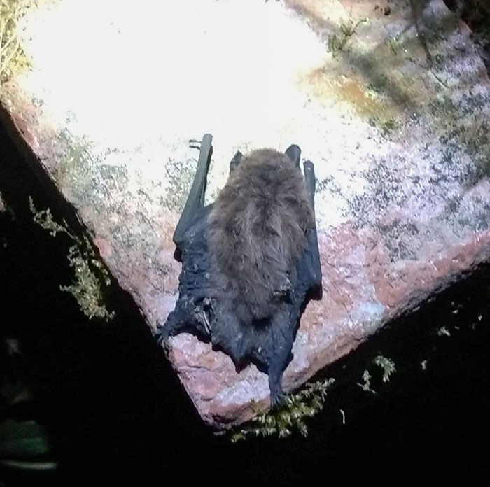 Une autre victime de la canicule, j’ai trouvé cette chauve-souris pipistrelle déshydratée dans le jardin juste après la tombée de la nuit hier soir.