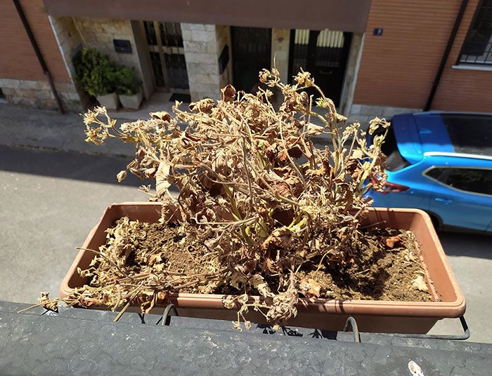 dans le centre de l’italie, nous sommes confrontés à l’une des pires vagues de chaleur jamais enregistrées. les températures atteignent déjà 40°c à 10 heures du matin. voici mon géranium que j’ai arrosé hier matin.