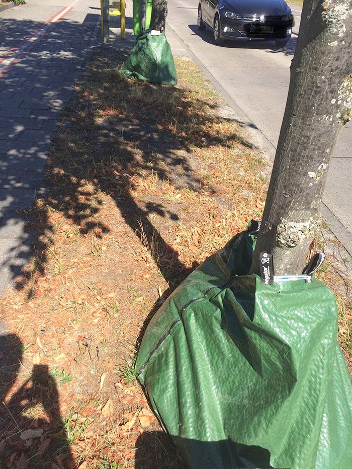 Ces arbres ont des sacs d’eau attachés à eux à cause de la canicule.