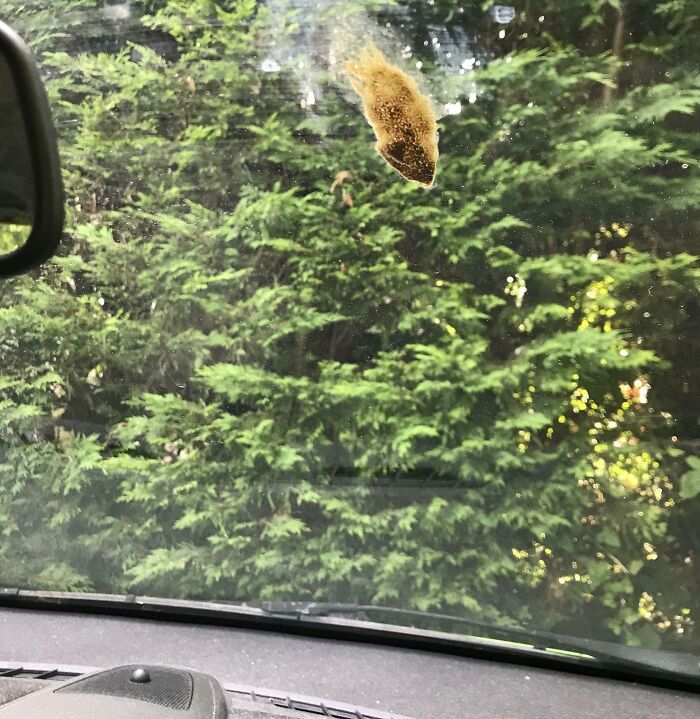 it was so hot today that the fresh bird poo on my windscreen cooked and then burnt itself onto the glass. lovely