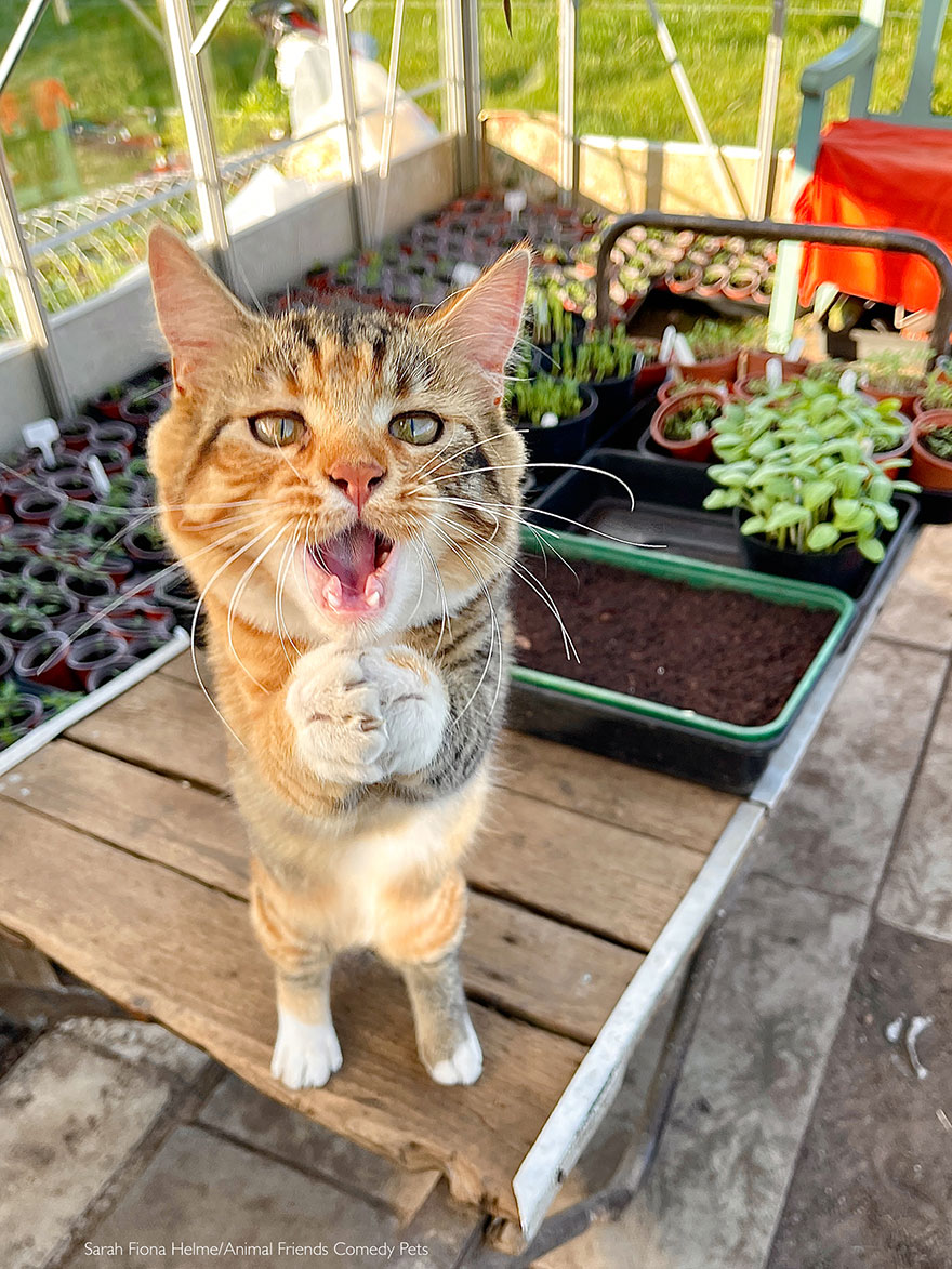 hautement recommandé : ‘purr-etty pleeeaase!’ par sarah fiona helme