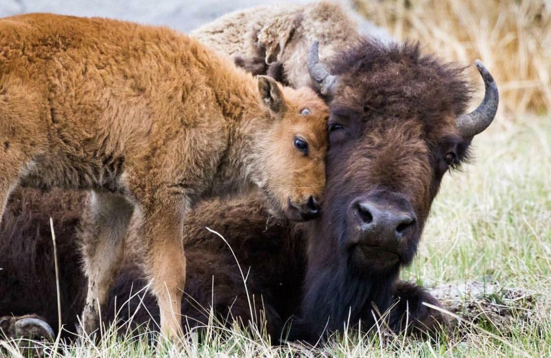 mère bison et son petit veau