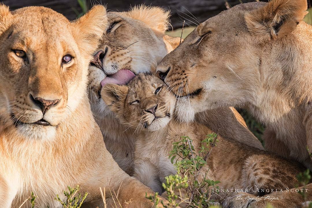 Un jeune lionceau se fait dorloter par des lionnes