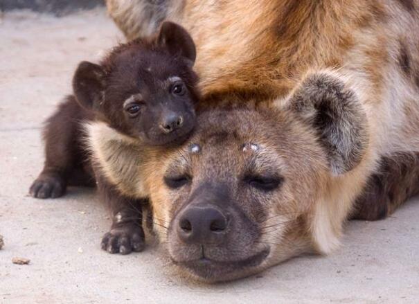 Un bébé hyène et sa maman