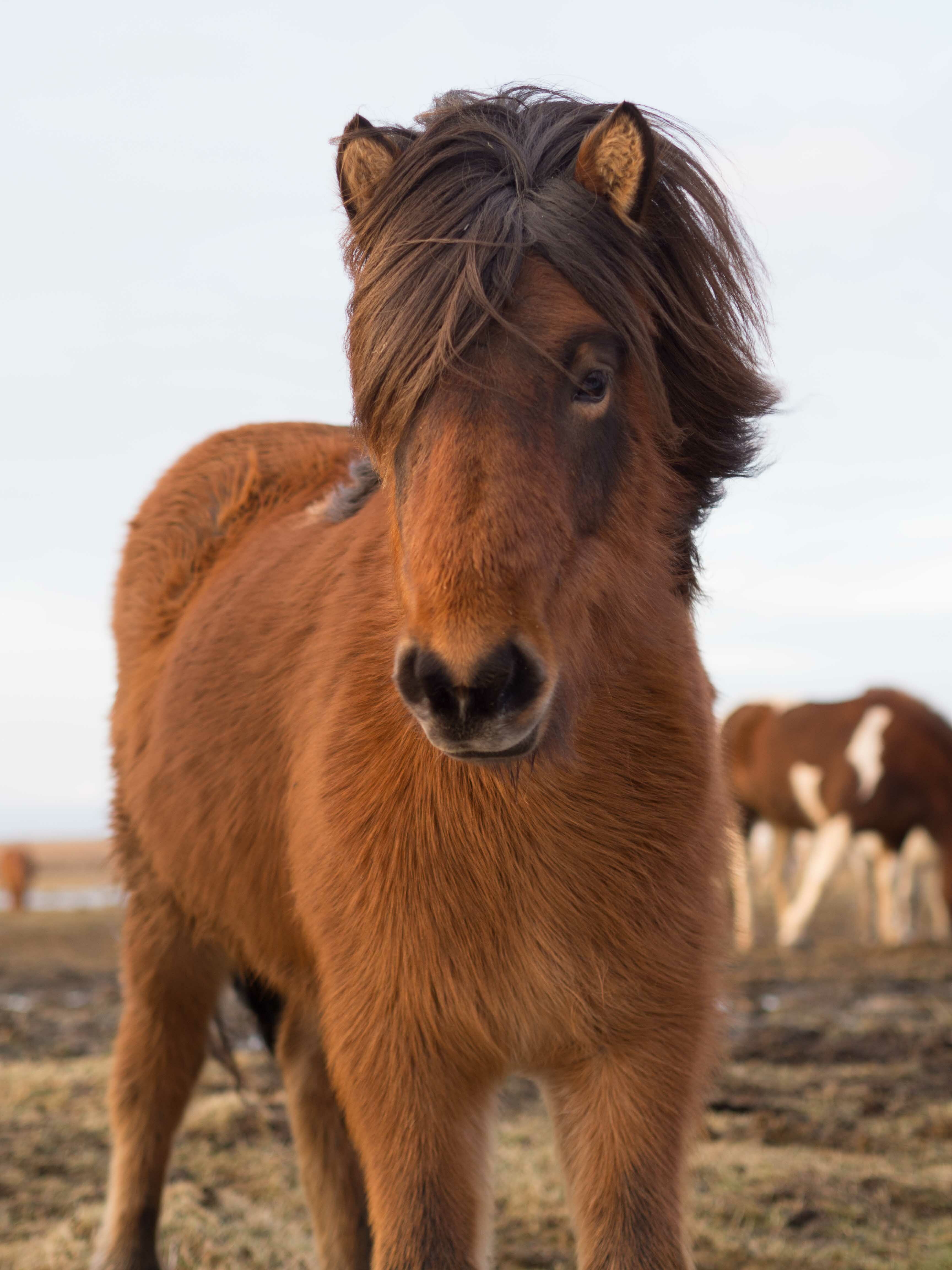 Ce cheval a de beaux cheveux