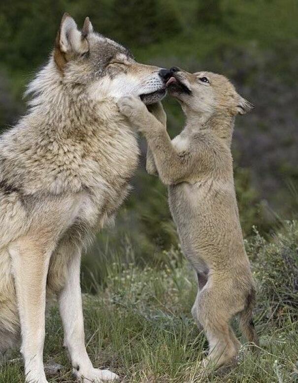 baisers de loup