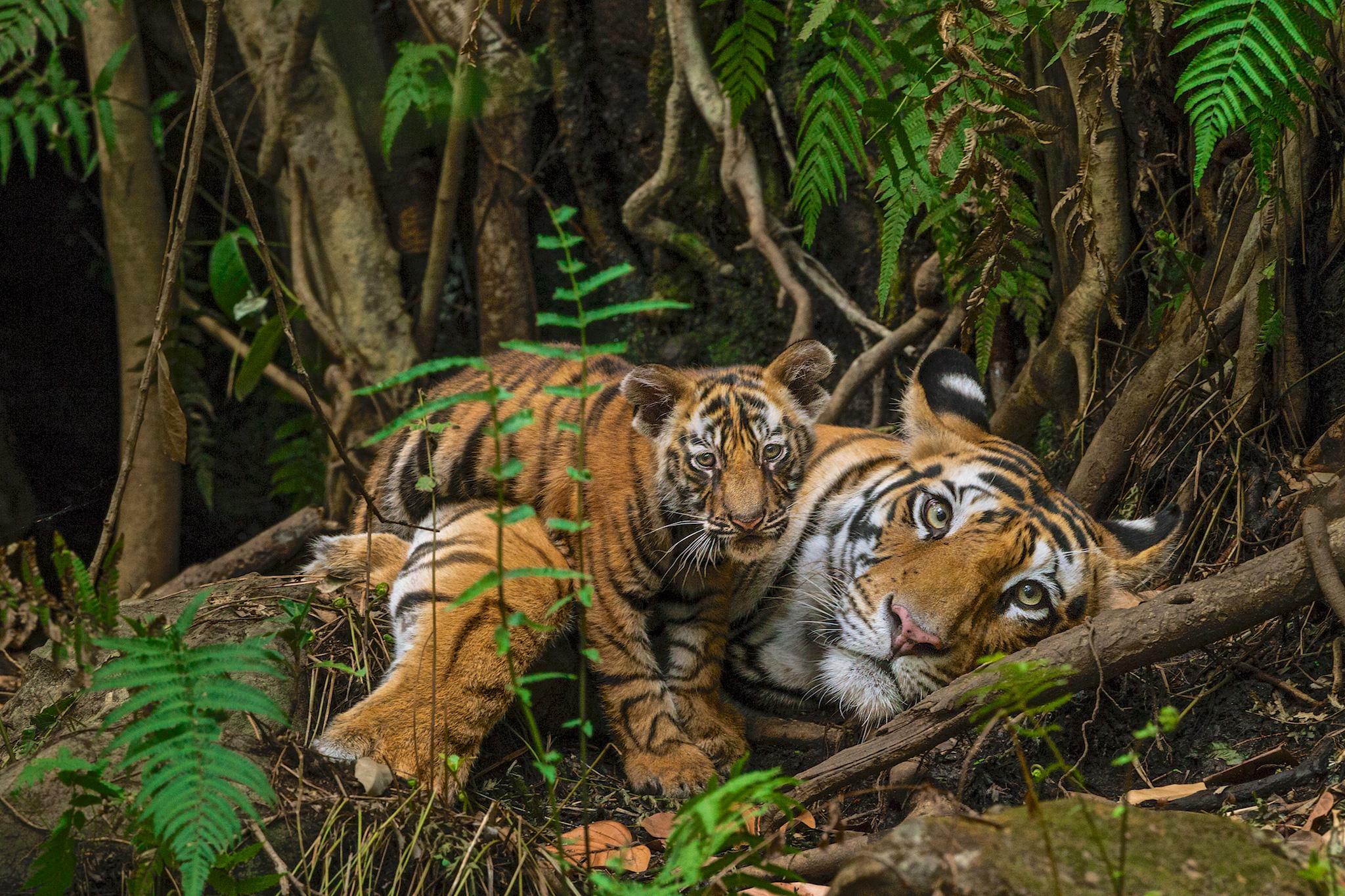 Maman tigre et son petit, photo d’art wolfe
