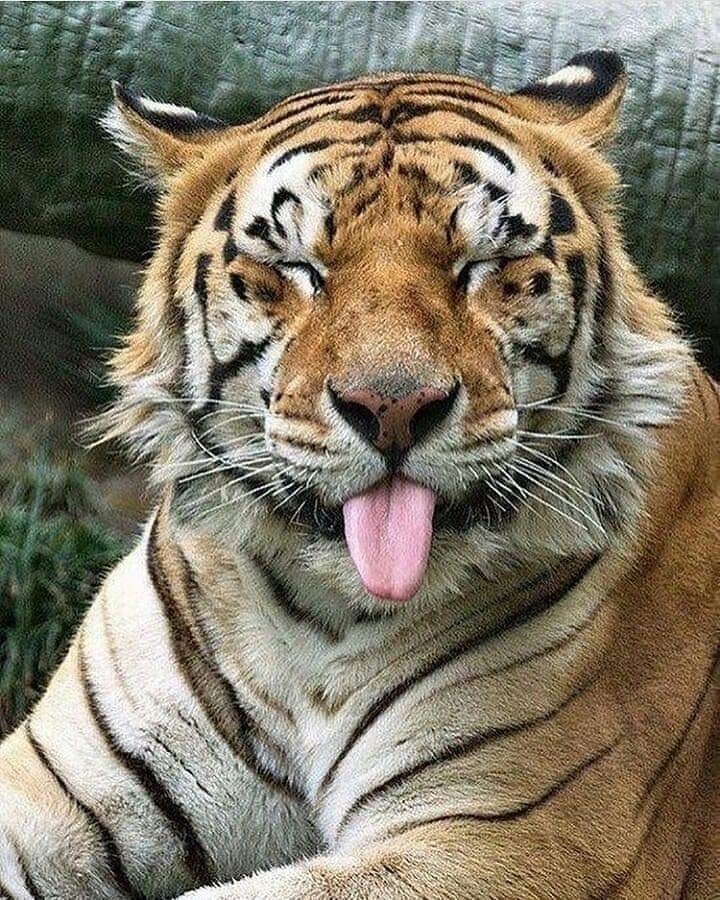 Un tigre adulte peut consommer jusqu’à 40 kg de viande en un repas et reste souvent avec sa proie ou l’enterre pour revenir manger pendant plusieurs jours. Il peut ne pas tuer à nouveau avant quatre ou cinq jours.