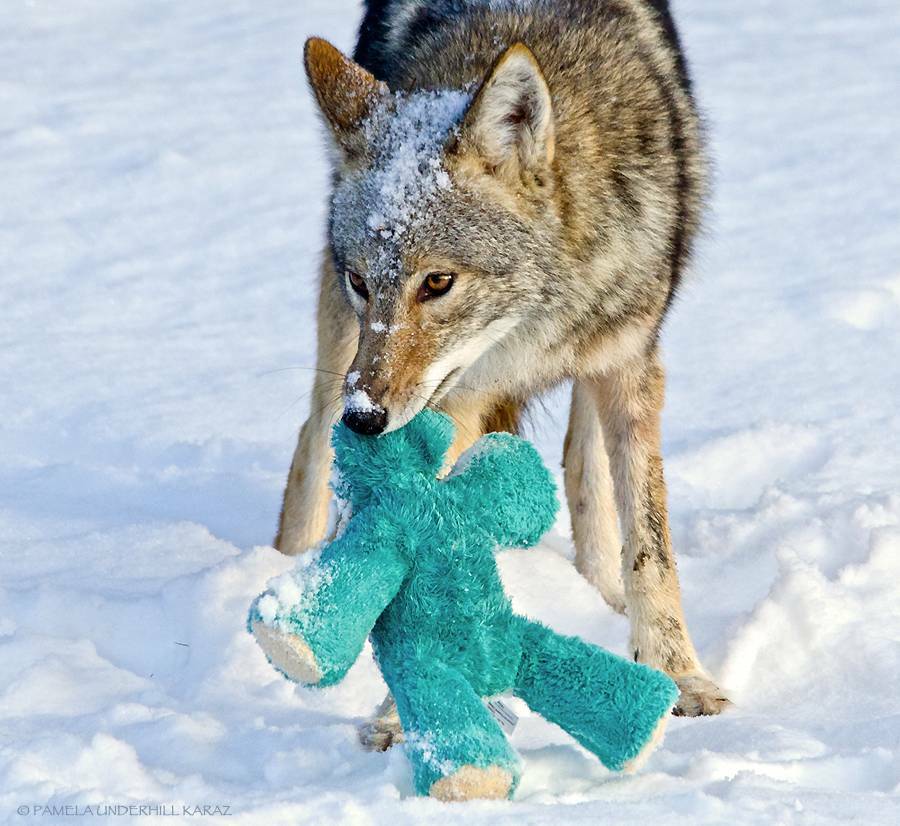 Le coyote sauvage trouve un vieux jouet pour chien et le prend