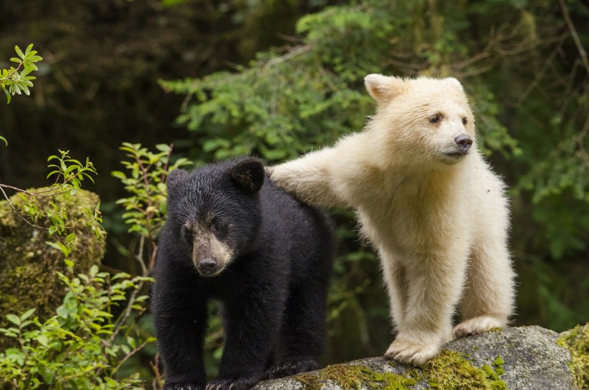 sur la côte de la colombie-britannique, une mutation fait que certains ours noirs naissent blancs. on les appelle les “ours spirituels” et ils occupent une place importante dans les traditions orales des premières nations.