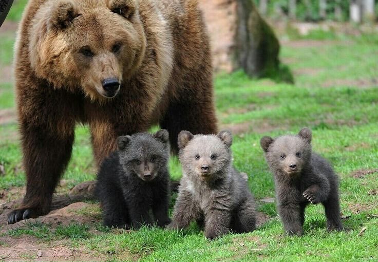 maman ours et ses oursons