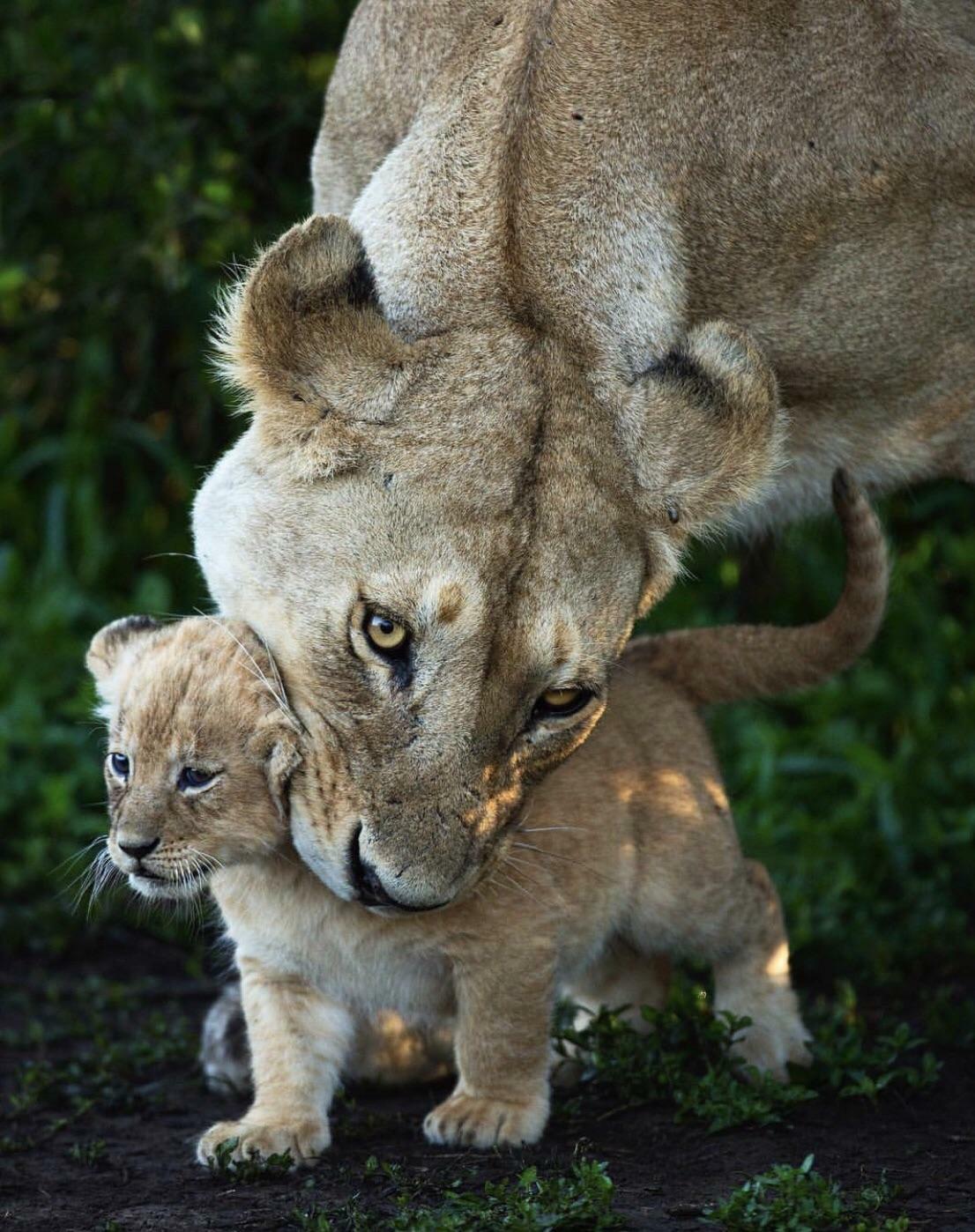 Une lionne se débat avec un lionceau fugueur