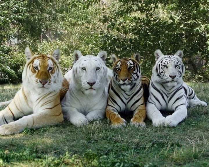 une série de tigres