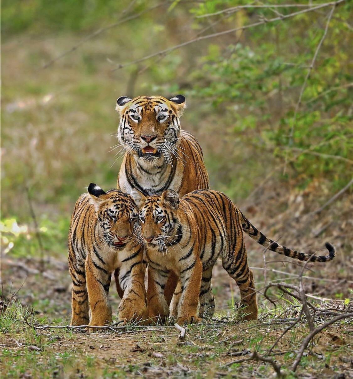 Le tigre et ses petits en balade