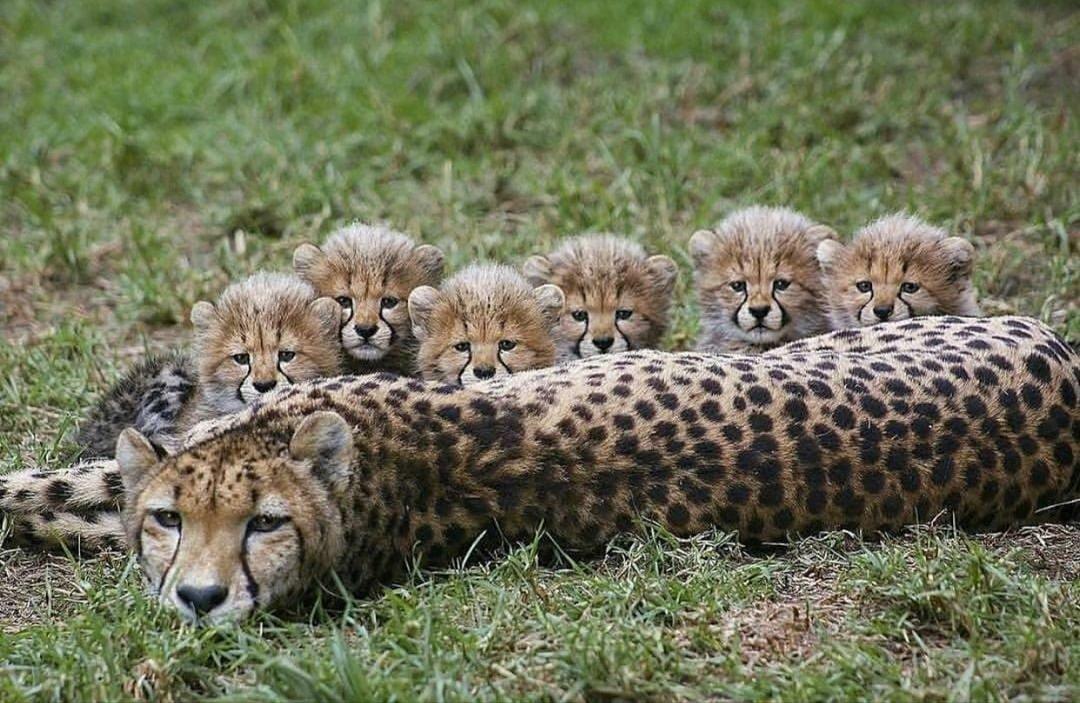 maman guépard et ses petits