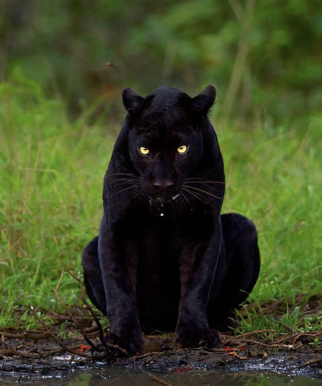 panthère noire veloutée