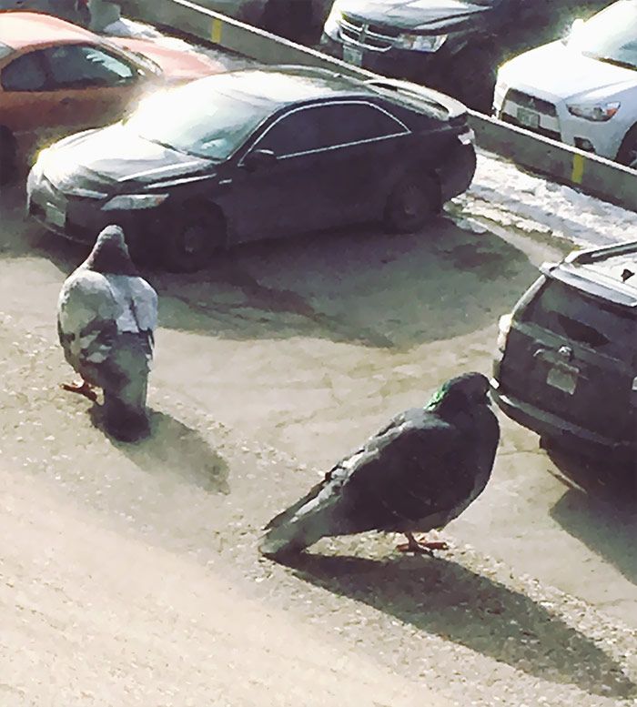photo de deux pigeons dodus perchés sur le rebord mais j’ai fini par obtenir une photo de deux pigeons massifs qui cherchaient leur voiture