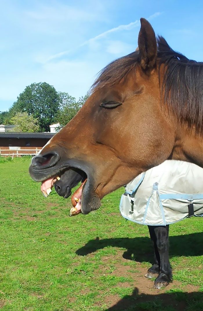 Je prenais une photo de mon cheval en train de bailler et soudain… cheval xénomorphe