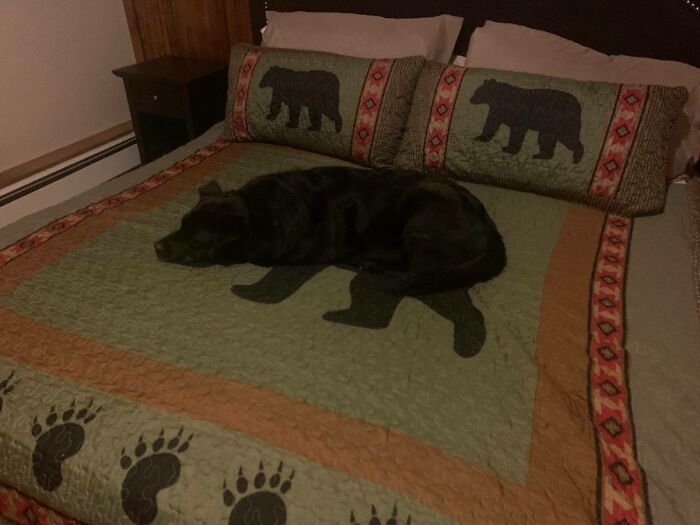 chien sur couverture d’ours