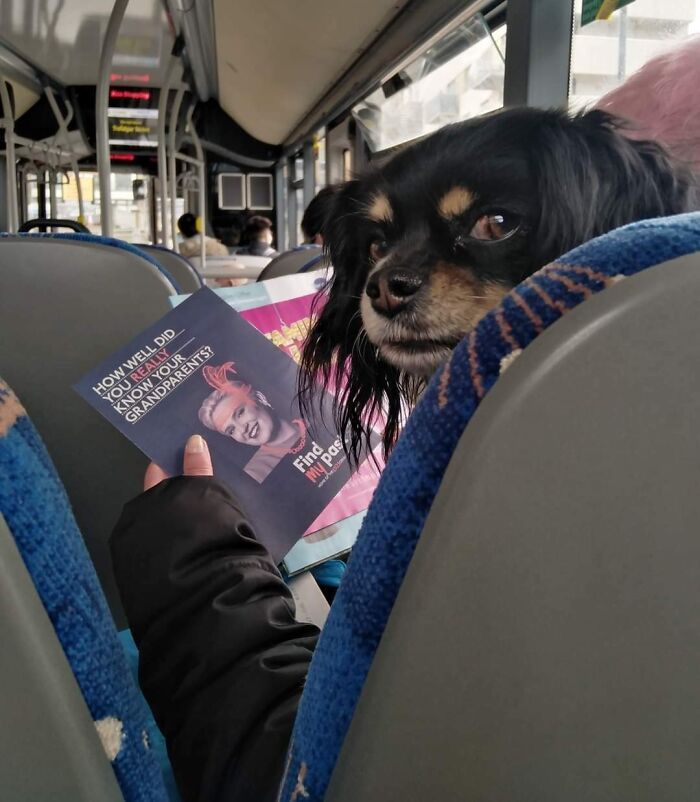 Chien lisant un pamphlet dans le bus