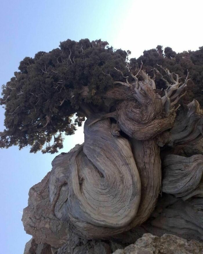 un ancien cyprès aras de montagne de 4852 ans situé dans le parc national de tandooreh, en iran