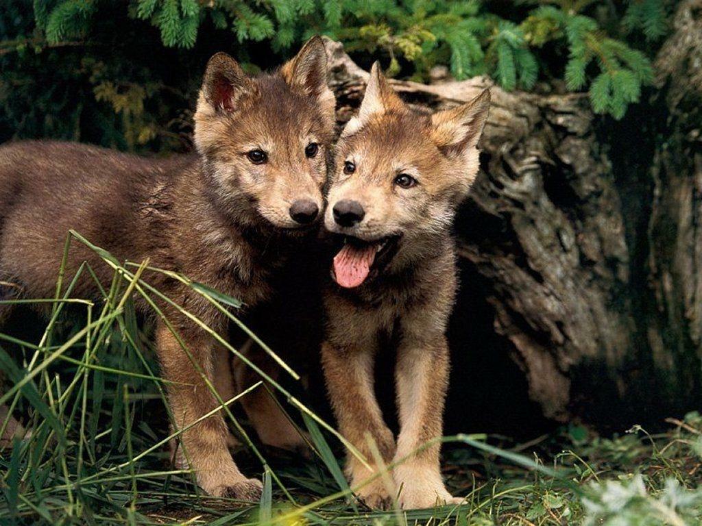 de gentils petits chiots loups