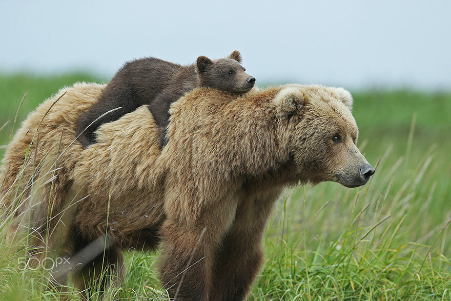 se détendre sur maman ours