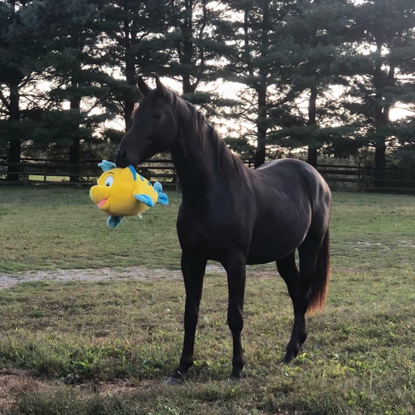 Le cheval de mon ami montre sa nouvelle peluche. Il en est très fier.