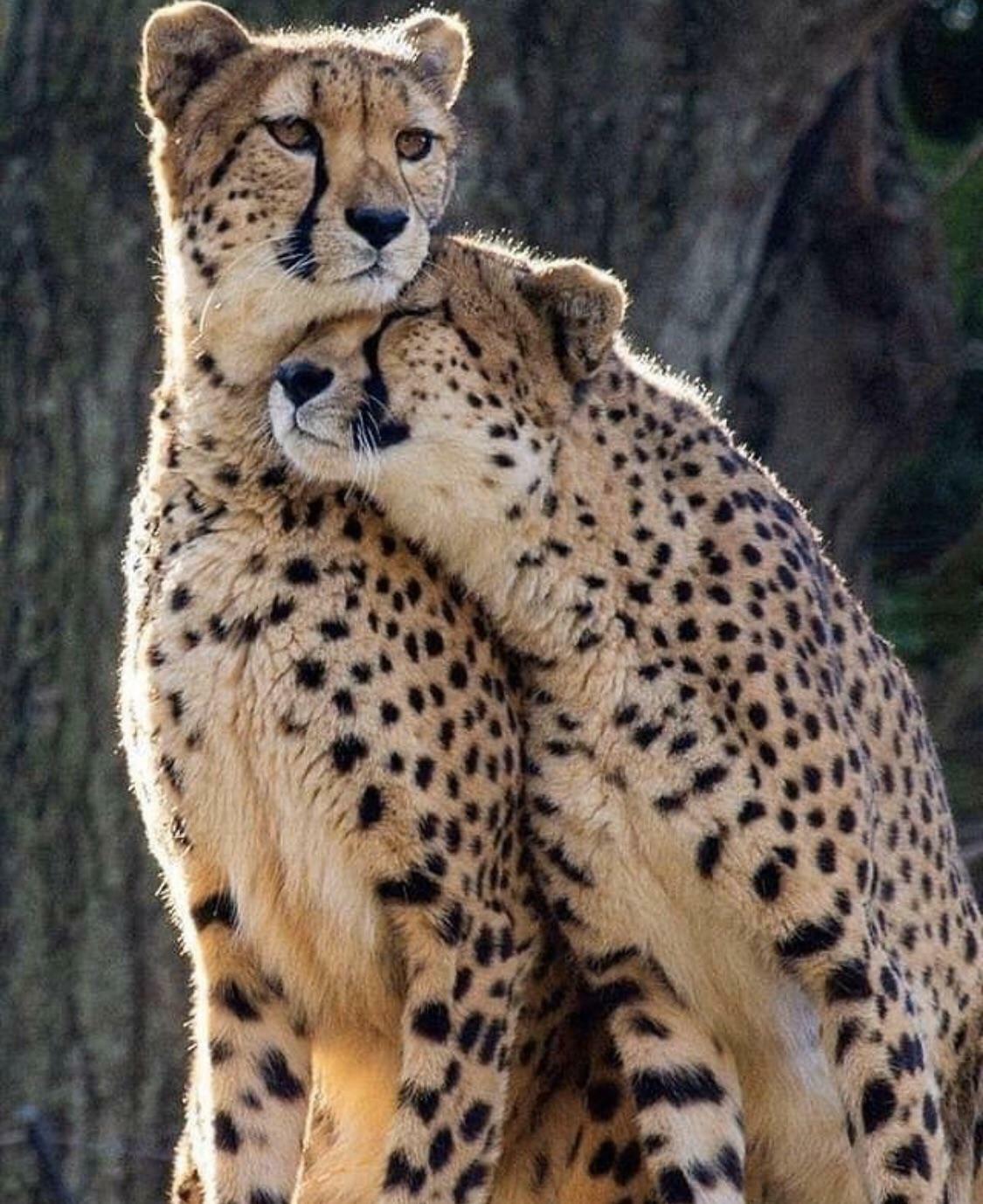 amour des guépards