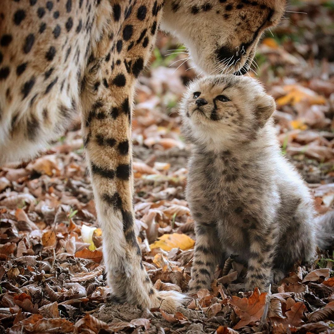 Petit guépard recevant l’affection de sa mère