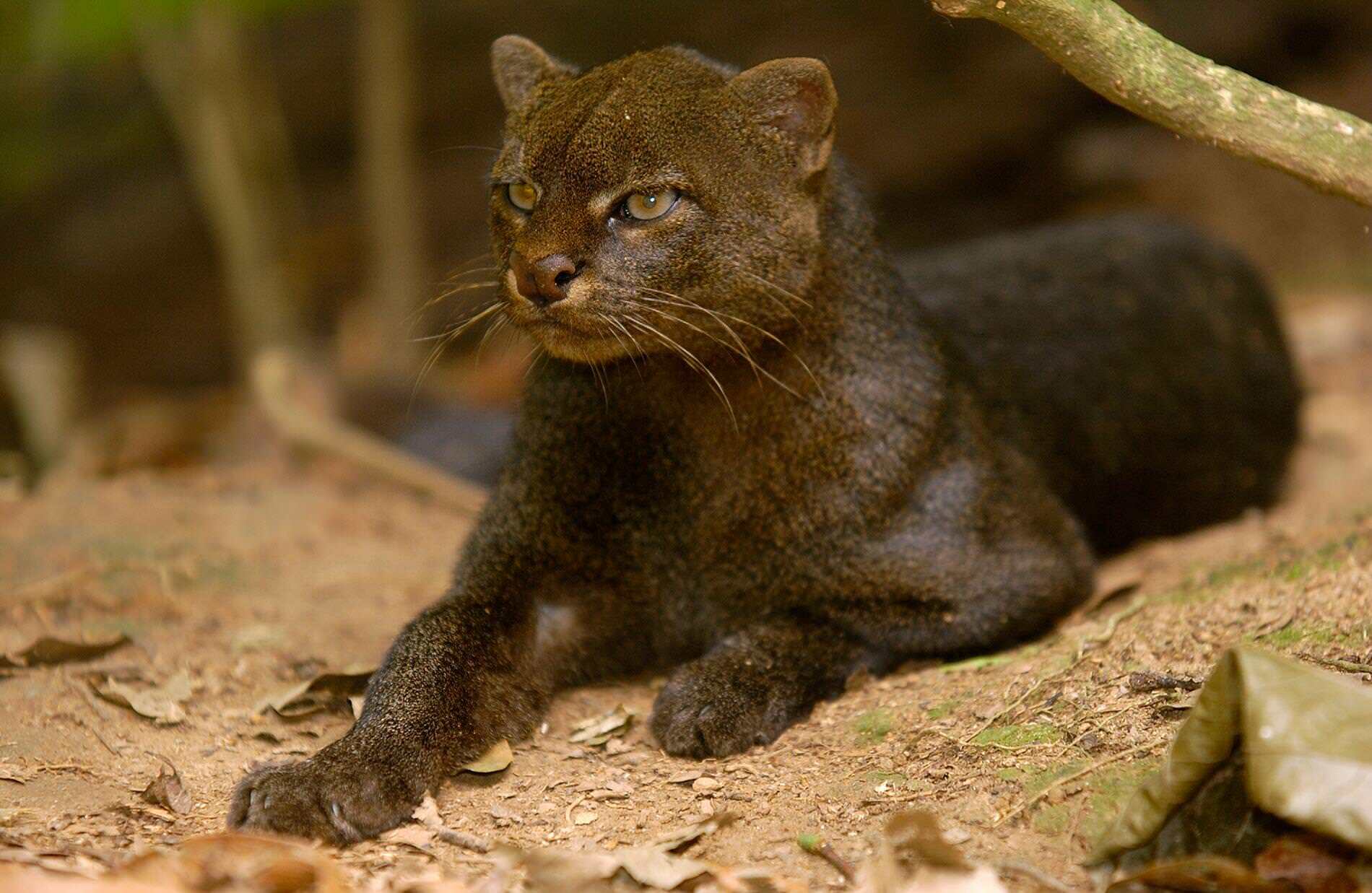 le jaguarundi