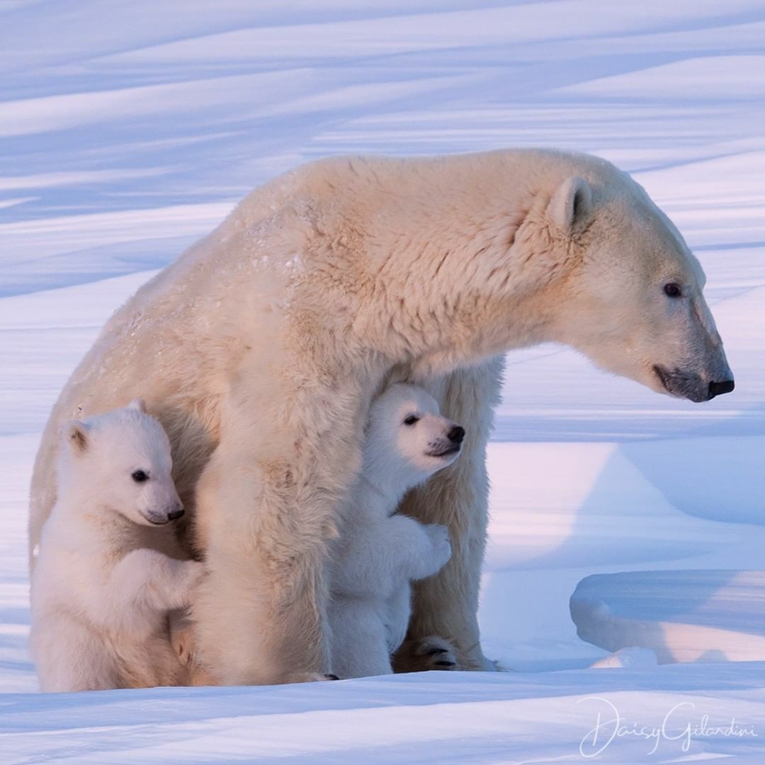 Mère ours polaire avec ses deux oursons