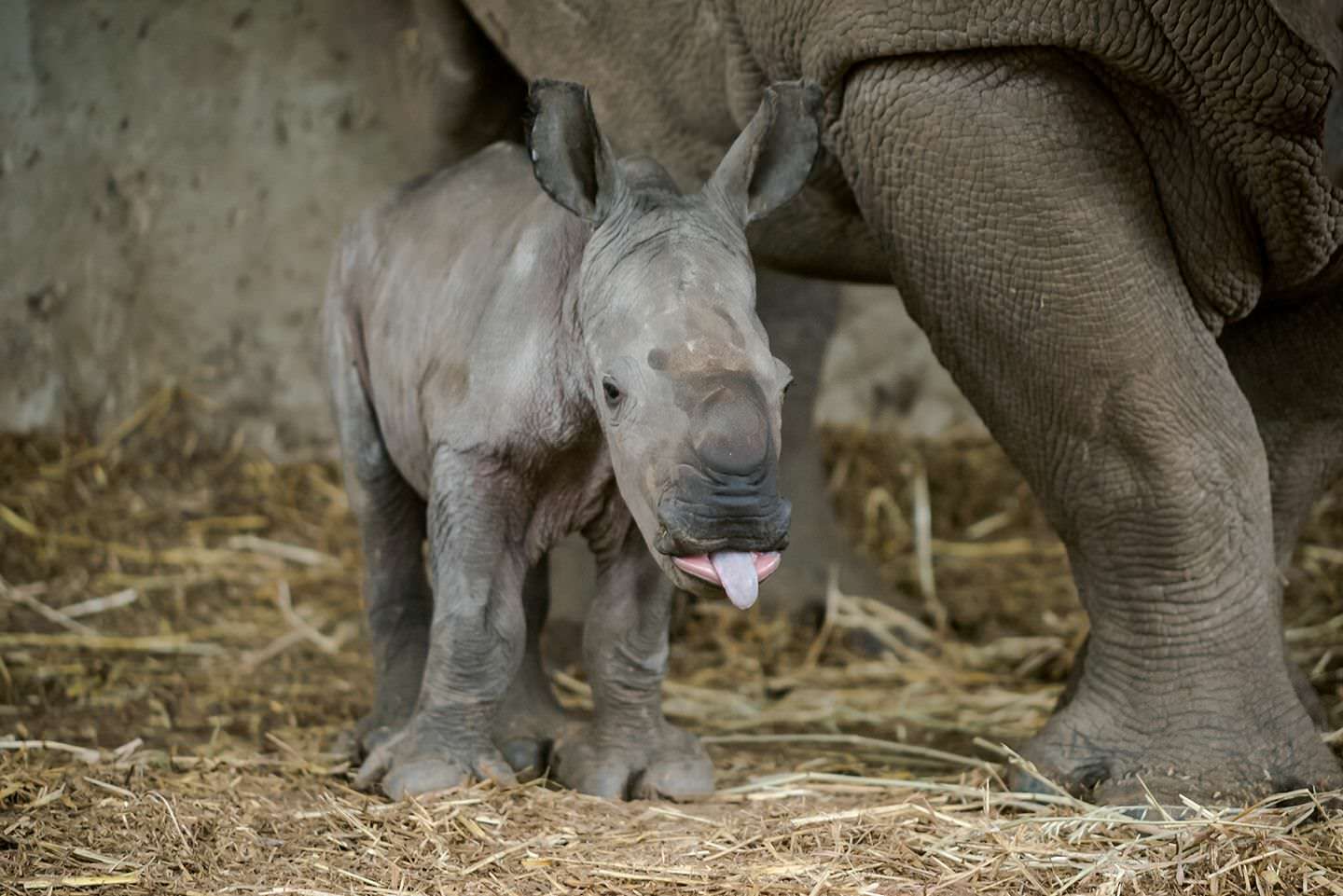 Bébé rhinocéros avec sa langue qui sort