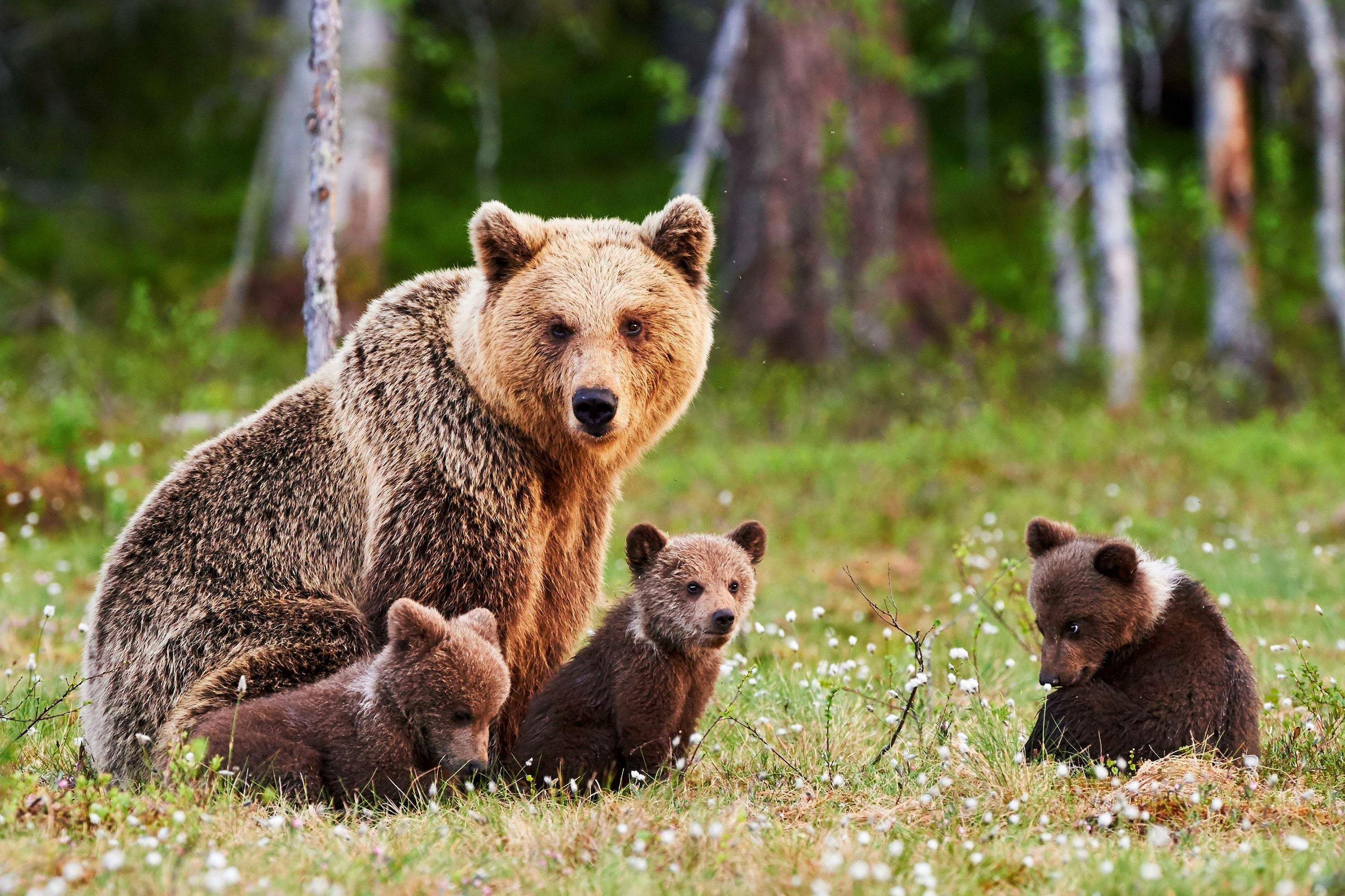 Famille d'ours bruns en Finlande