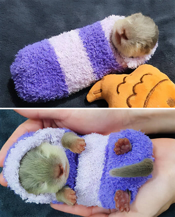 une gardienne de zoo a donné à ce bébé loutre une chaussette pour se réchauffer. elle l’a ensuite transformée en grenouillère avec des trous pour les mains, les pieds et la queue.