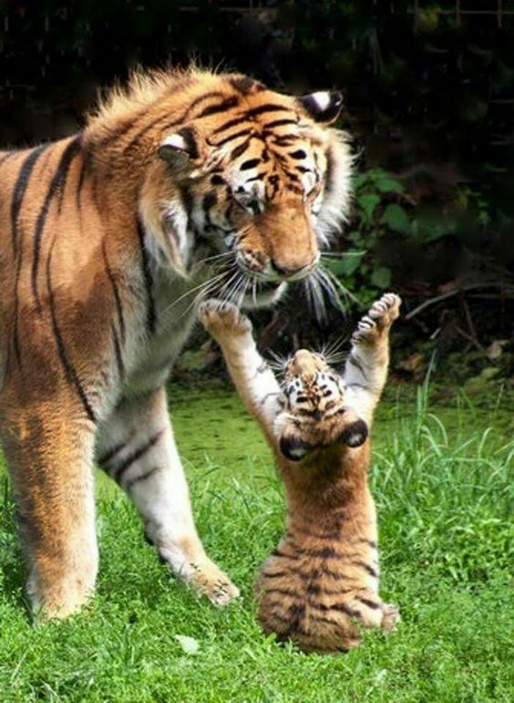 Le petit tigre veut un câlin