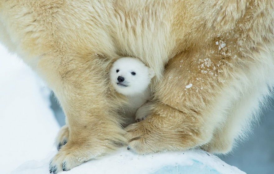 L’ourson polaire essaie de rester au chaud