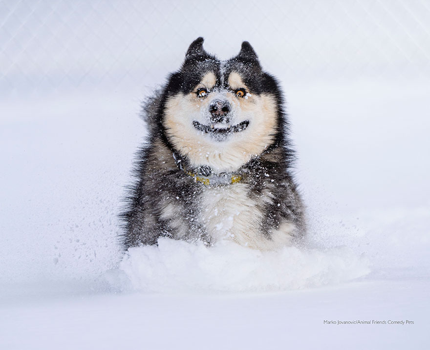 gagnant du prix du choix du public : ‘dashing through the snow’ par marko jovanovic