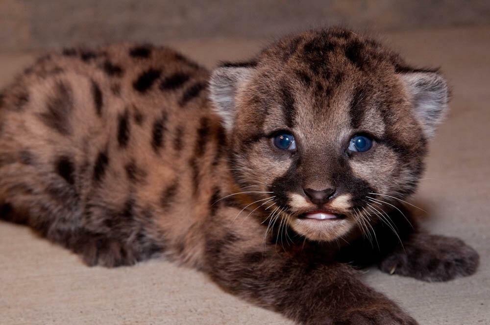 Un puma du zoo d’oregon met au monde son premier petit