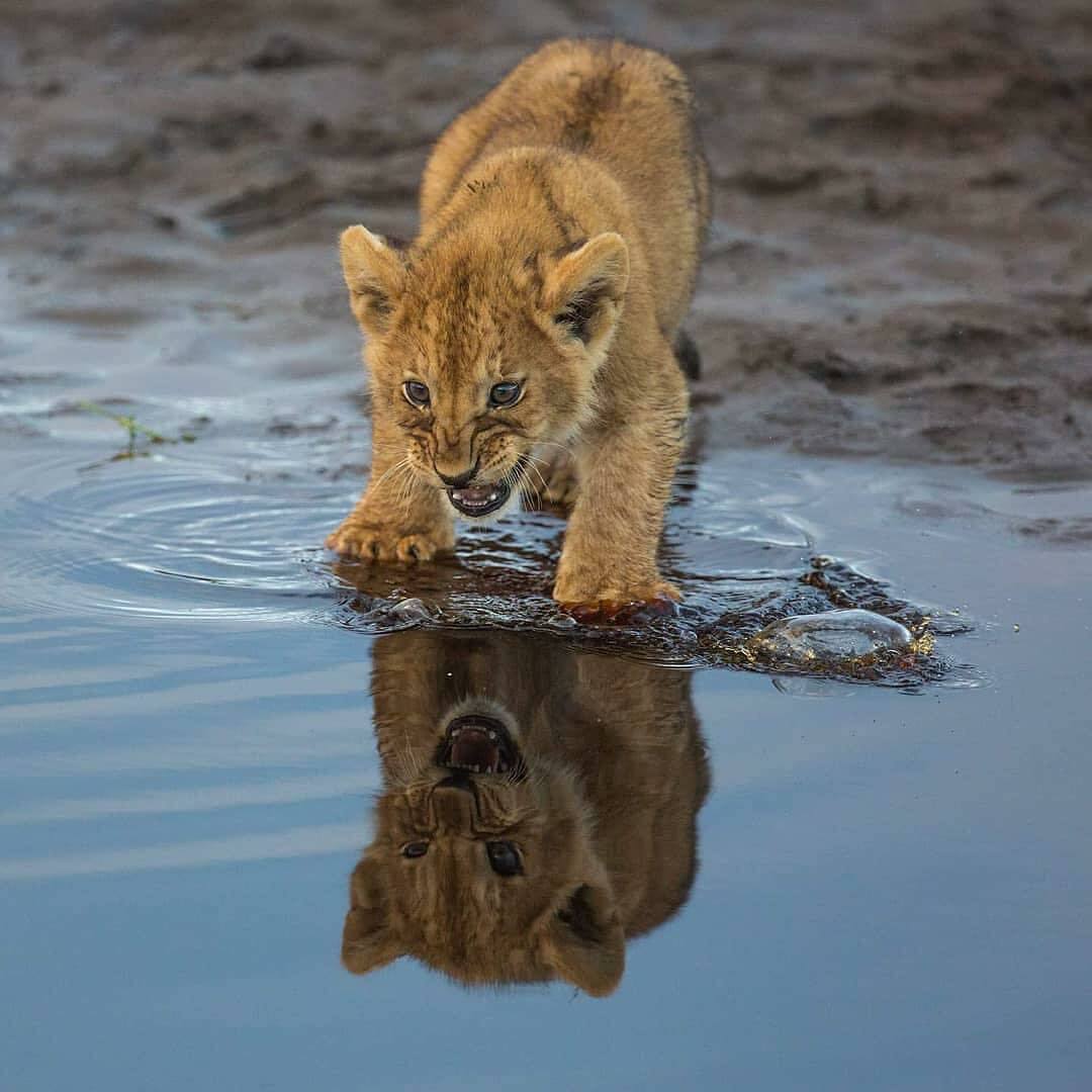 Le lionceau rencontre son reflet