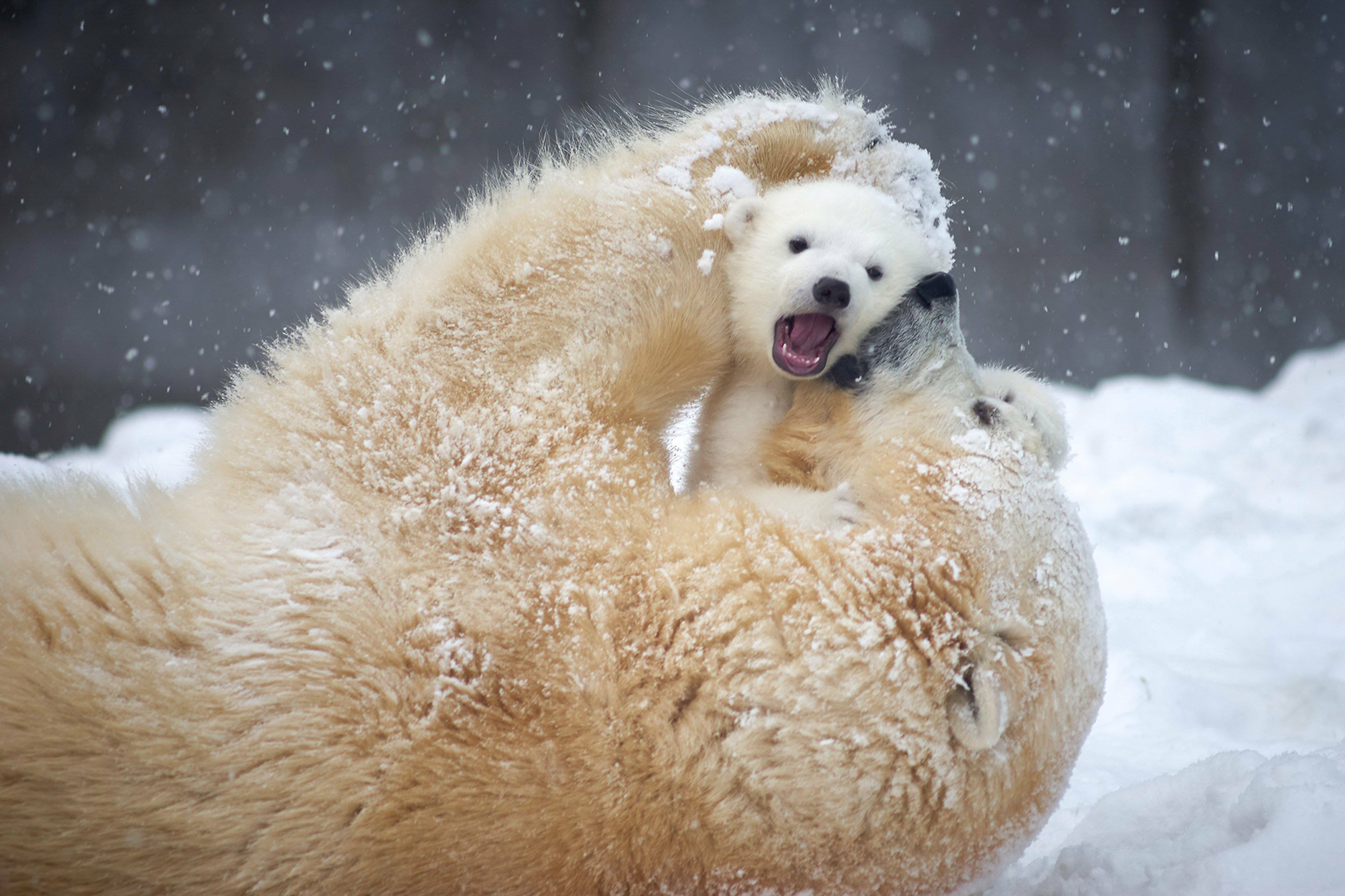 Une maman ours polaire autoritaire embrasse son petit