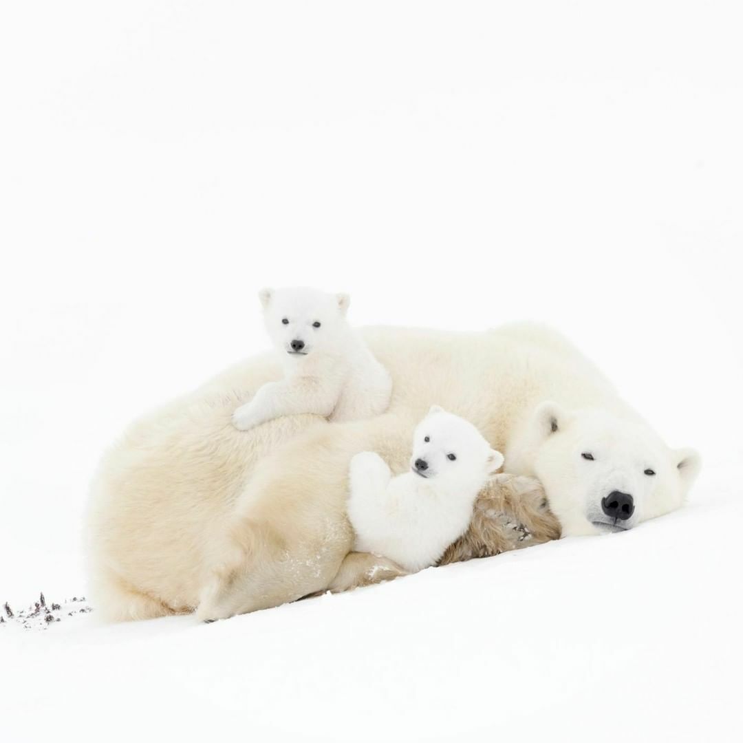 Adorable famille d’ours polaires